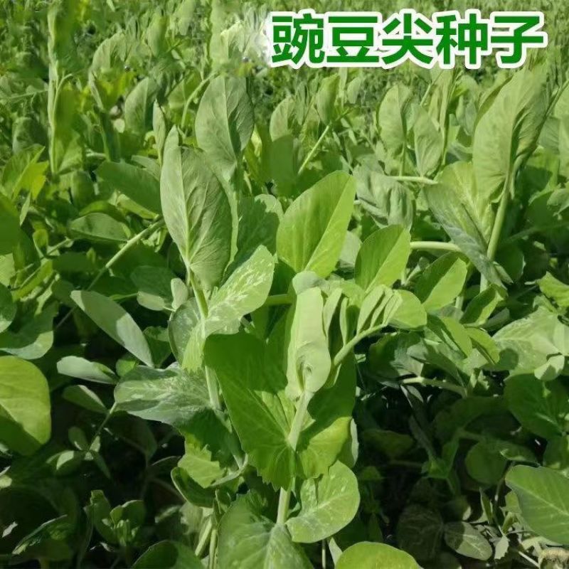 龙盛青山绿水606豌豆苗种子口感好优质高产耐寒秋冬播豌豆