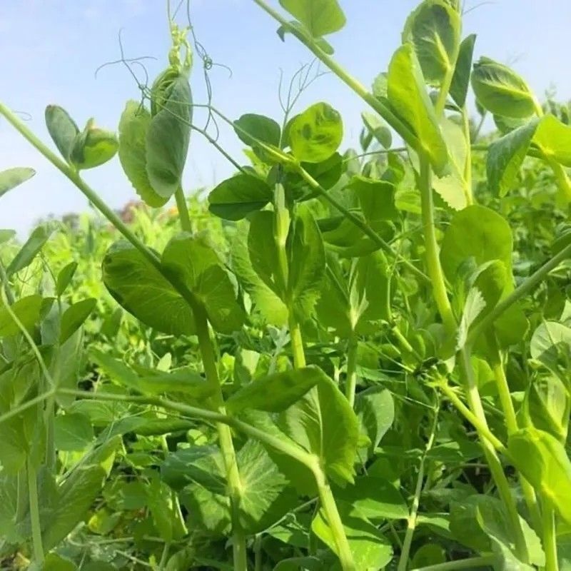 龙盛青山绿水606豌豆苗种子口感好优质高产耐寒秋冬播豌豆