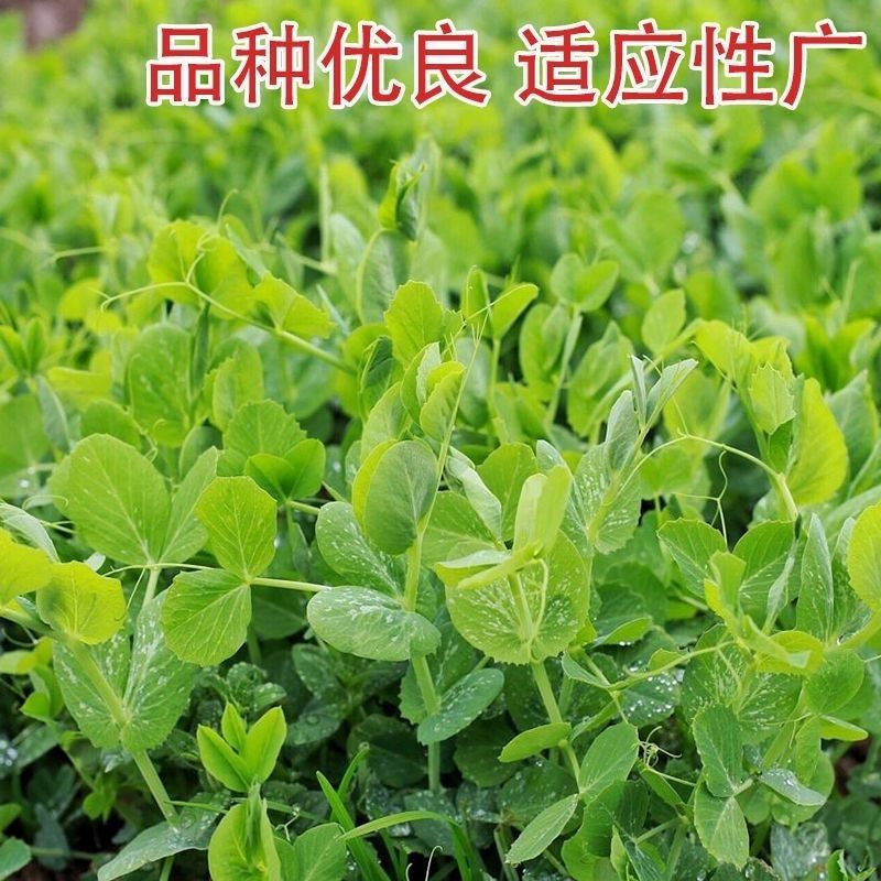 龙盛青山绿水606豌豆苗种子口感好优质高产耐寒秋冬播豌豆