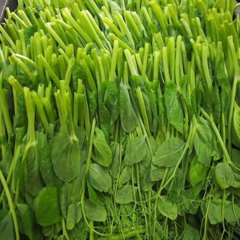 龙盛青山绿水606豌豆苗种子口感好优质高产耐寒秋冬播豌豆