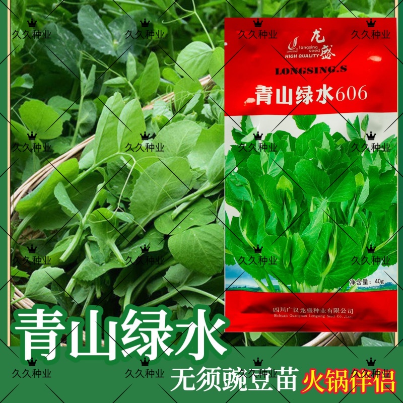 龙盛青山绿水606豌豆苗种子口感好优质高产耐寒秋冬播豌豆