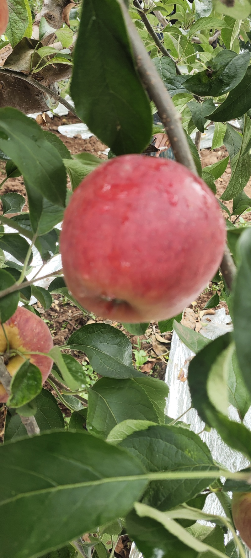 昭通冰糖心丑苹果苹果（产地直供）代发，市场社团超市对接。