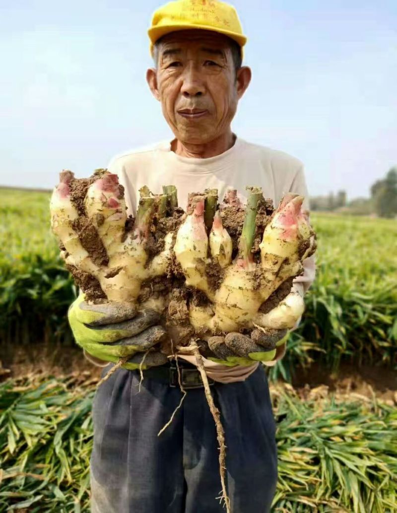 安徽【精品-红芽大黄姜】沙土姜/水洗姜/风干姜/坏烂包赔