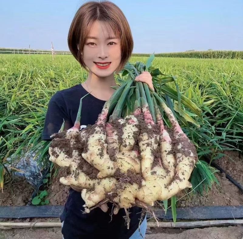 安徽【精品-红芽大黄姜】沙土姜/水洗姜/风干姜/坏烂包赔