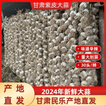 正宗甘肃民乐紫皮大蒜辫子蒜30头/辫