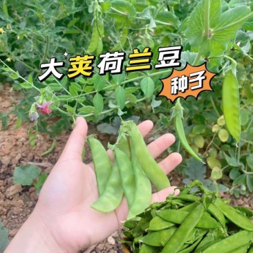 精品食荚菜豌豆种子荚大肉更厚甜脆豌豆四季荷兰豆青豆软荚