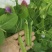 精品食荚菜豌豆种子荚大肉更厚甜脆豌豆四季荷兰豆青豆软荚