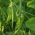 精品食荚菜豌豆种子荚大肉更厚甜脆豌豆四季荷兰豆青豆软荚