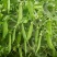 精品食荚菜豌豆种子荚大肉更厚甜脆豌豆四季荷兰豆青豆软荚