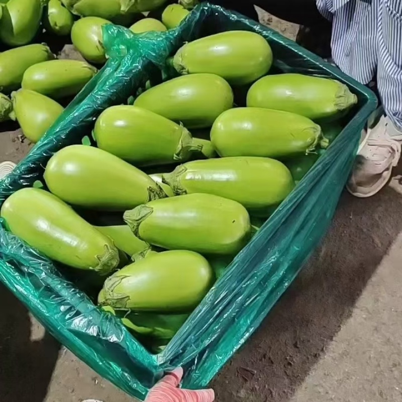 优选青茄河南青茄子大量现货对接全国各大市场