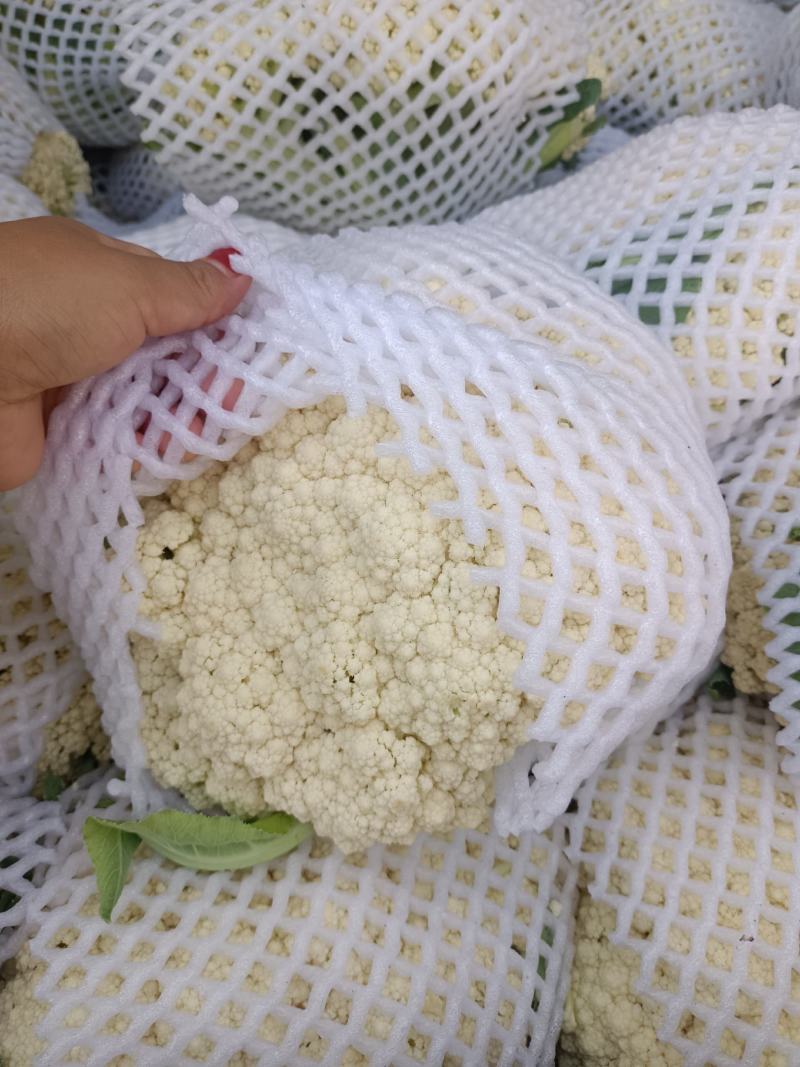 温州松花菜白面青梗有机花菜一手货源产地直发