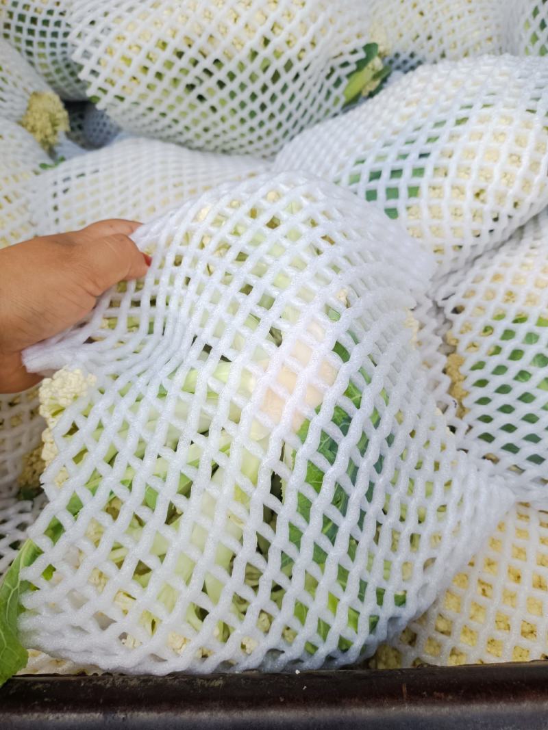 温州松花菜白面青梗有机花菜一手货源产地直发