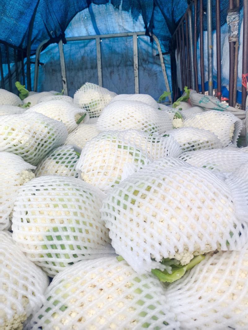 温州松花菜白面青梗有机花菜一手货源产地直发