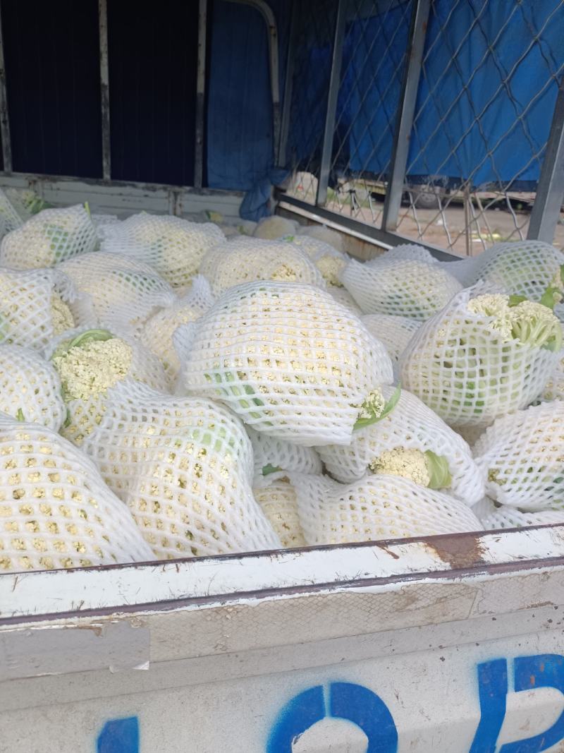 温州松花菜白面青梗有机花菜一手货源产地直发