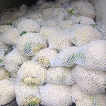 温州松花菜白面青梗有机花菜一手货源产地直发