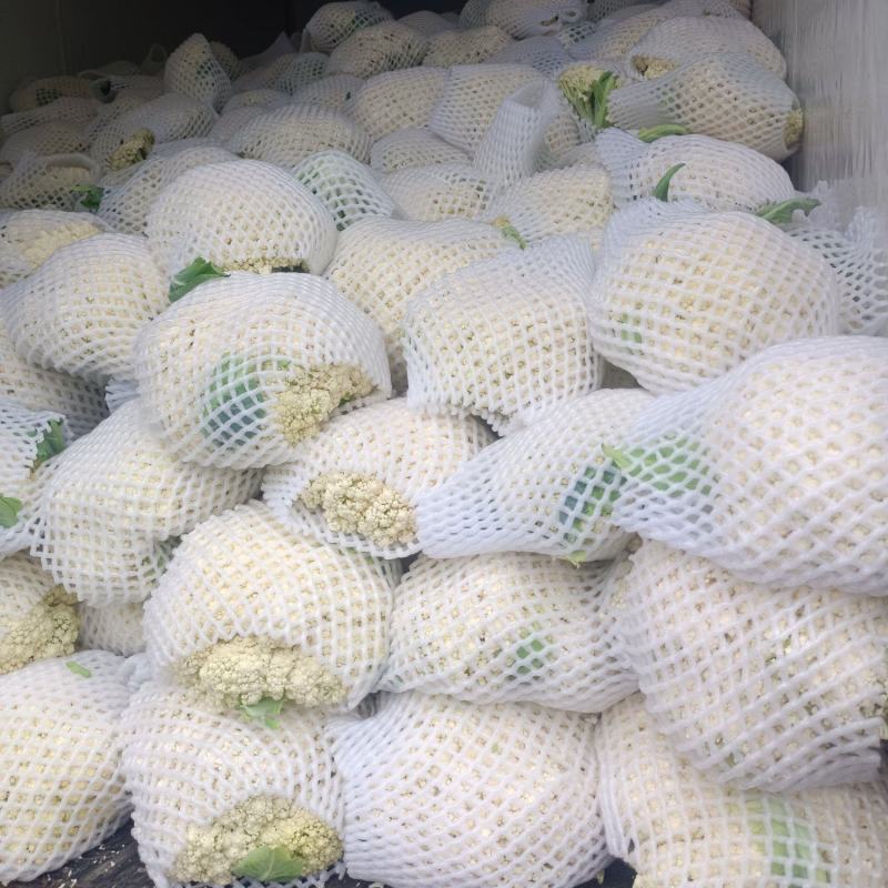 温州松花菜白面青梗有机花菜一手货源产地直发