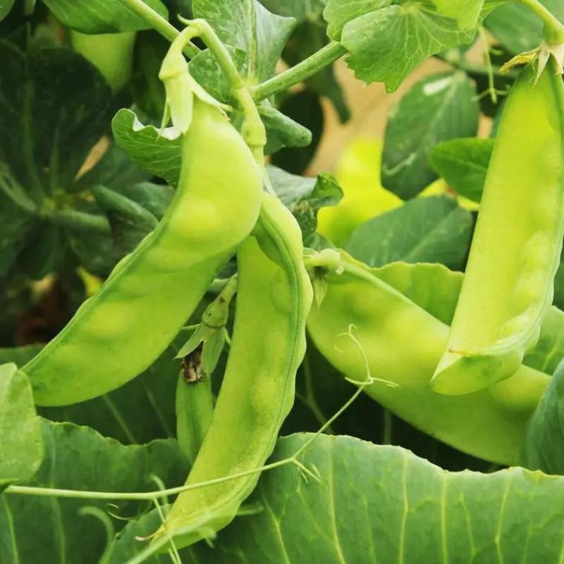龙盛食荚大菜豌种子菜碗豆荚荷兰豆种籽春夏秋四季播蔬菜