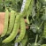龙盛食荚大菜豌种子菜碗豆荚荷兰豆种籽春夏秋四季播蔬菜