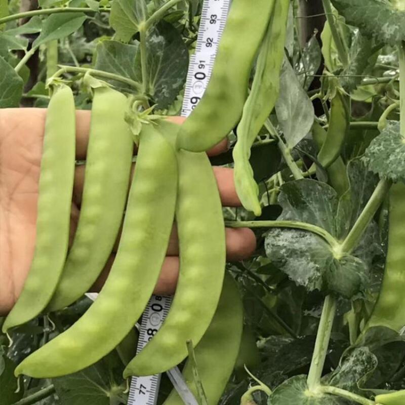 龙盛食荚大菜豌种子菜碗豆荚荷兰豆种籽春夏秋四季播蔬菜