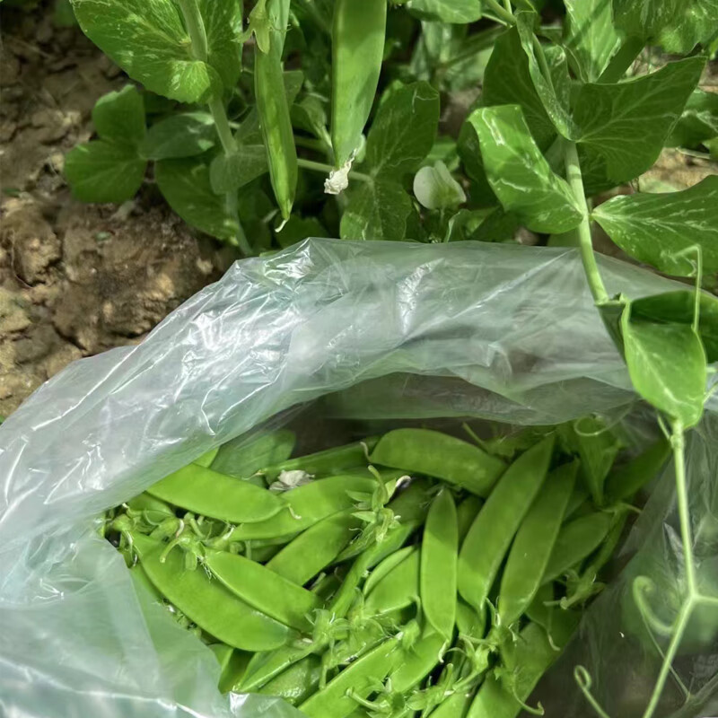 龙盛食荚大菜豌种子菜碗豆荚荷兰豆种籽春夏秋四季播蔬菜