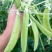 龙盛食荚大菜豌种子菜碗豆荚荷兰豆种籽春夏秋四季播蔬菜