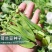 龙盛食荚大菜豌种子菜碗豆荚荷兰豆种籽春夏秋四季播蔬菜