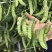 龙盛食荚大菜豌种子菜碗豆荚荷兰豆种籽春夏秋四季播蔬菜