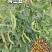 龙盛食荚大菜豌种子菜碗豆荚荷兰豆种籽春夏秋四季播蔬菜