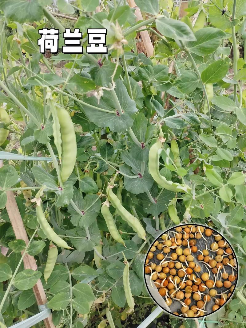 龙盛食荚大菜豌种子菜碗豆荚荷兰豆种籽春夏秋四季播蔬菜