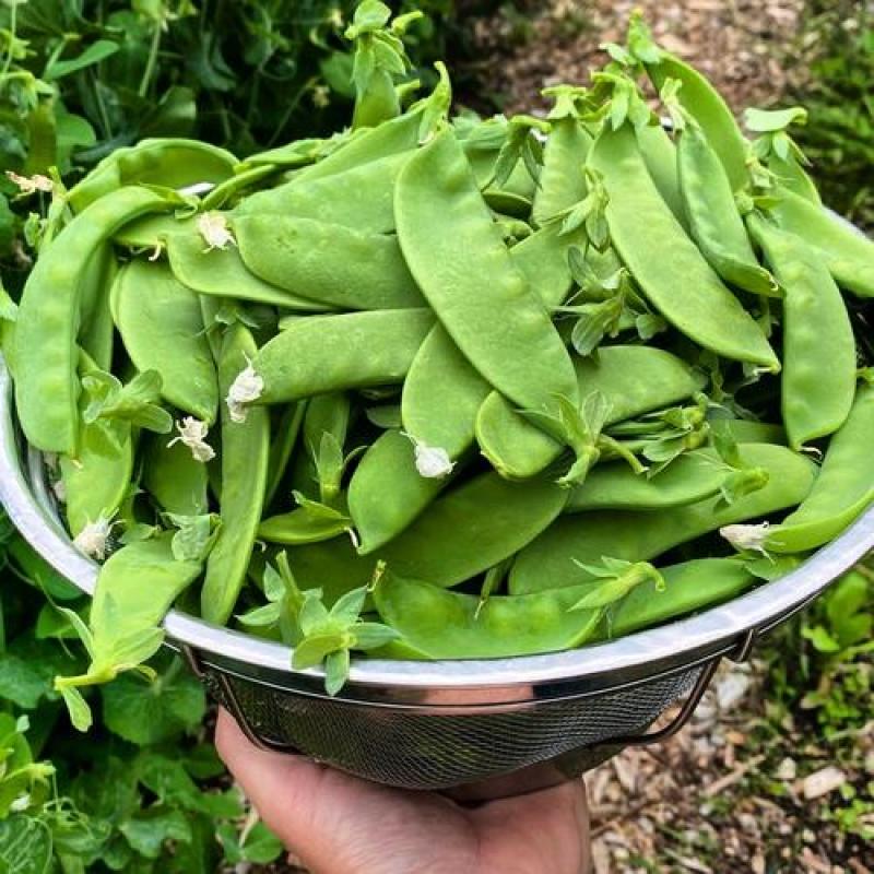 龙盛食荚大菜豌种子菜碗豆荚荷兰豆种籽春夏秋四季播蔬菜