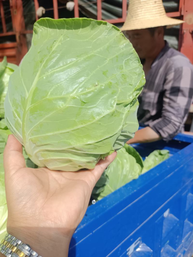 精品甘蓝京丰一号一手货源产地直发支持视频看货质量