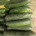 【推荐】河南漯河精品黑皮冬瓜吊冬瓜一手货源量大价优