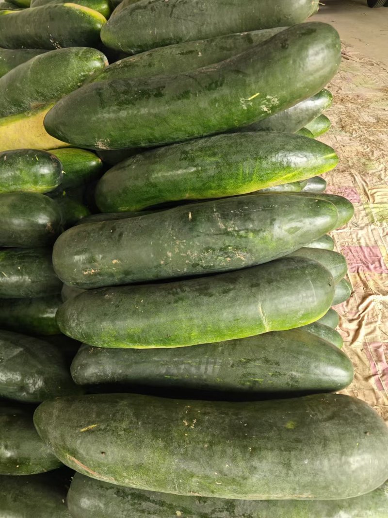 【推荐】河南漯河精品黑皮冬瓜吊冬瓜一手货源量大价优