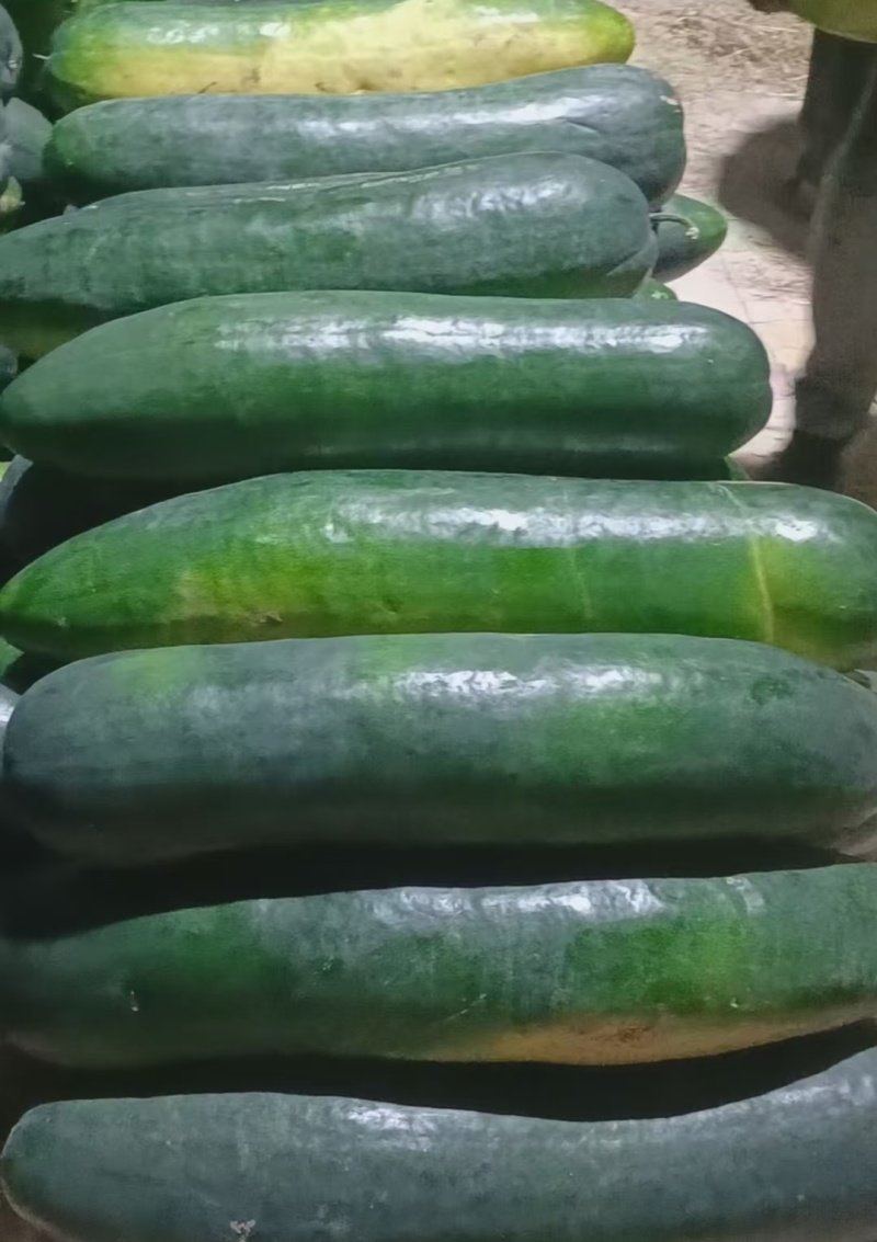 【推荐】河南漯河精品黑皮冬瓜吊冬瓜一手货源量大价优