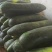 【推荐】河南漯河精品黑皮冬瓜吊冬瓜一手货源量大价优