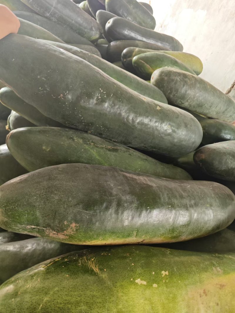 【推荐】河南漯河精品黑皮冬瓜吊冬瓜一手货源量大价优