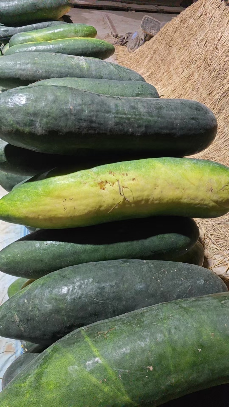 【推荐】河南漯河精品黑皮冬瓜吊冬瓜一手货源量大价优