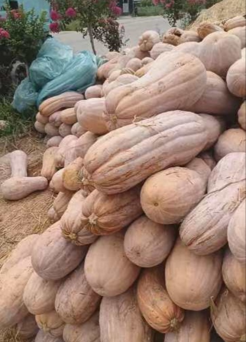 【推荐】河南精品南瓜供应市场商超一手货源量大价优