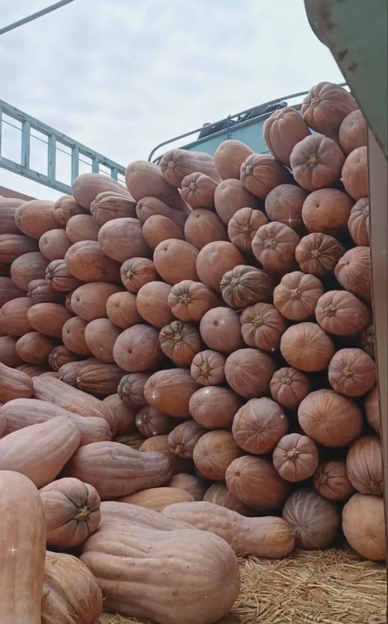【推荐】河南精品南瓜供应市场商超一手货源量大价优