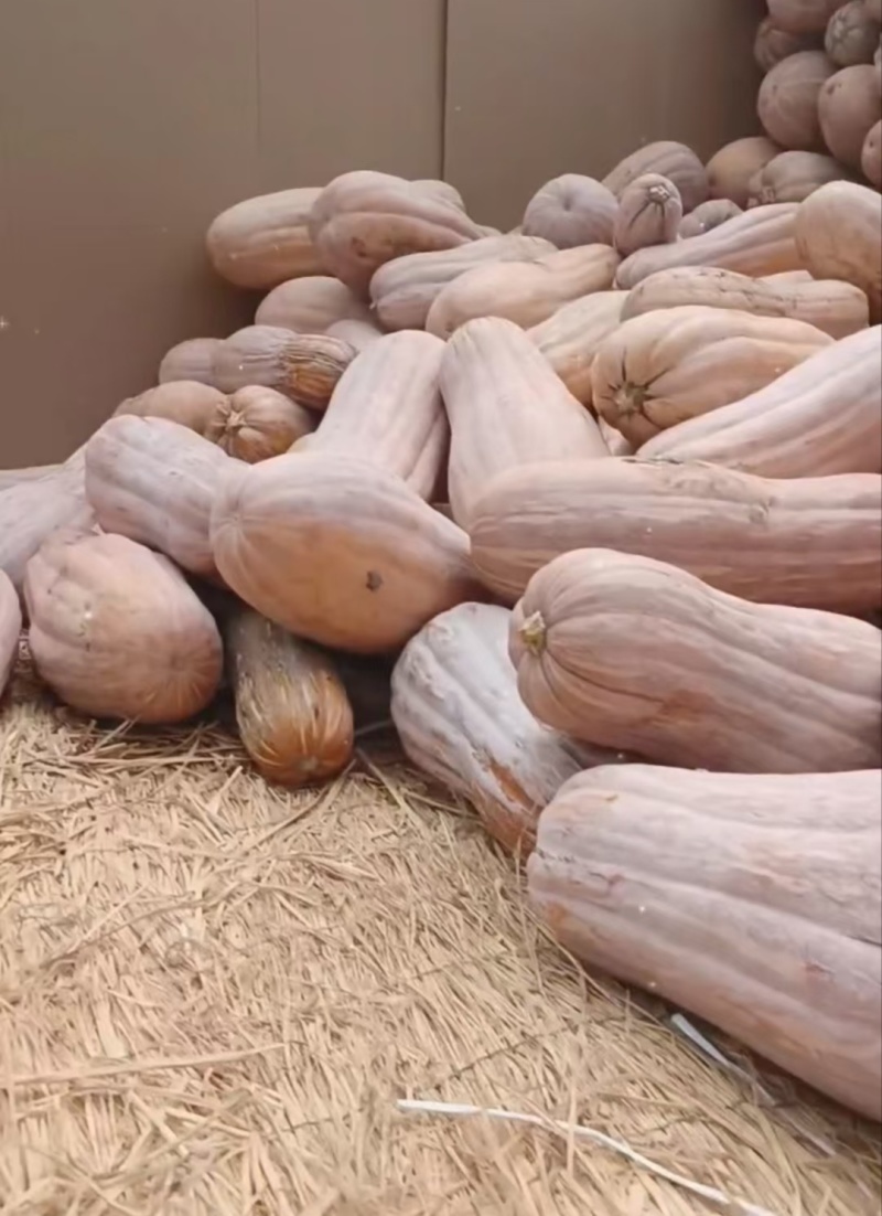 【推荐】河南精品南瓜供应市场商超一手货源量大价优