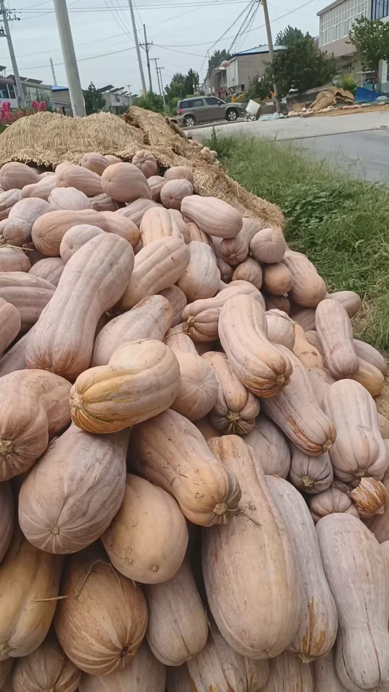 【推荐】河南精品南瓜供应市场商超一手货源量大价优