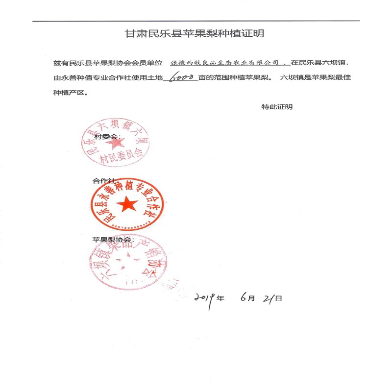 甘肃张掖六坝早酥梨4两起步，通货四八两