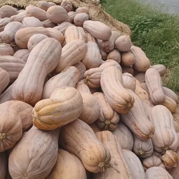 【推荐】河南老南瓜供应市场商超电商一手货源量大价优