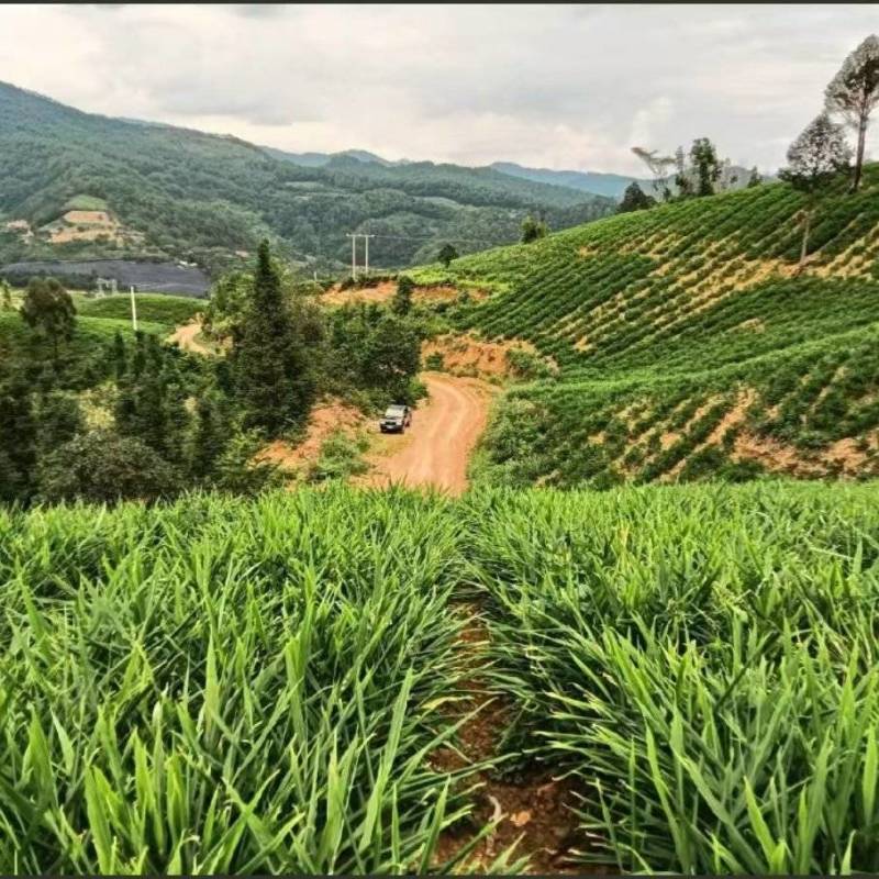 云南文山砚山县70亩生地姜贵州2号无病棵姜种优选