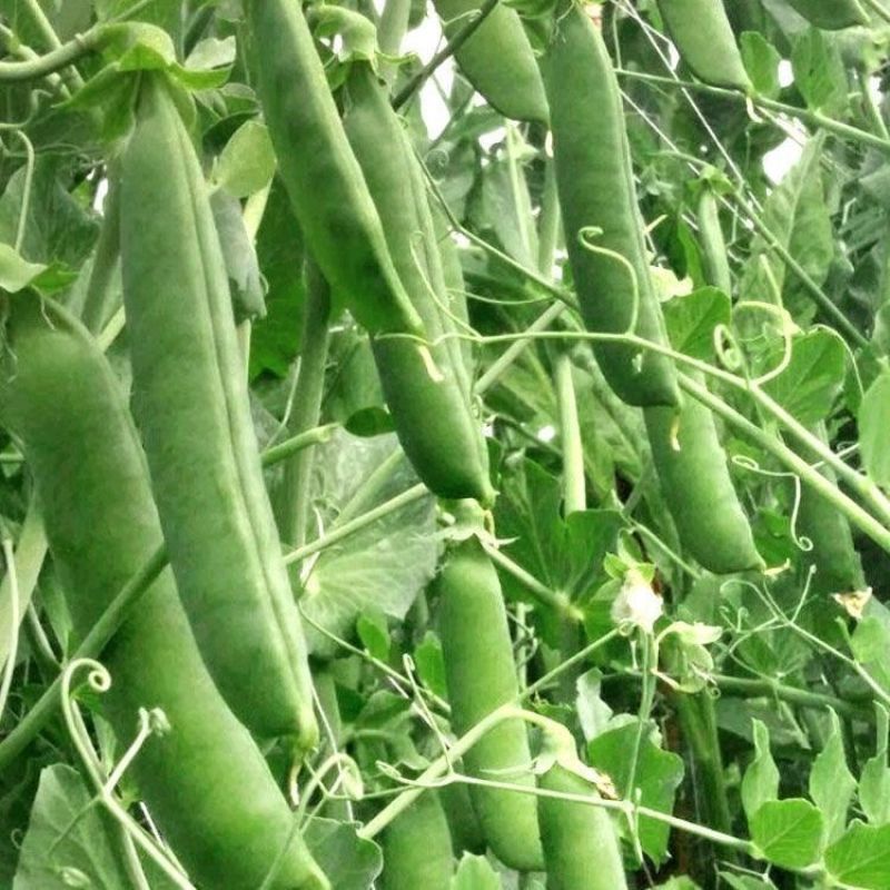 台湾长寿仁豌豆种子甜脆青碗豆种籽青豆散装四季秋冬季蔬菜种