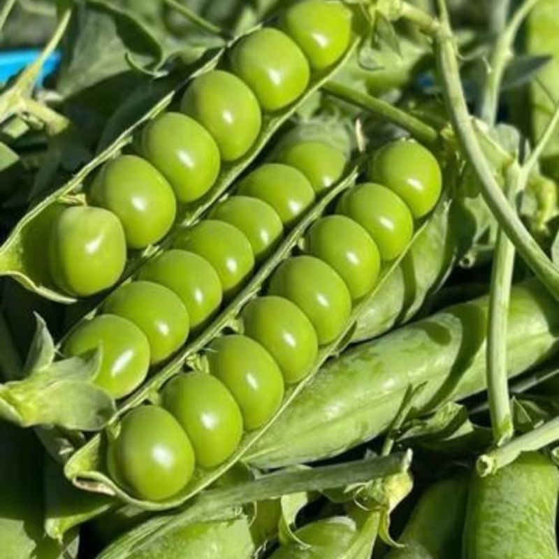 台湾长寿仁豌豆种子甜脆青碗豆种籽青豆散装四季秋冬季蔬菜种