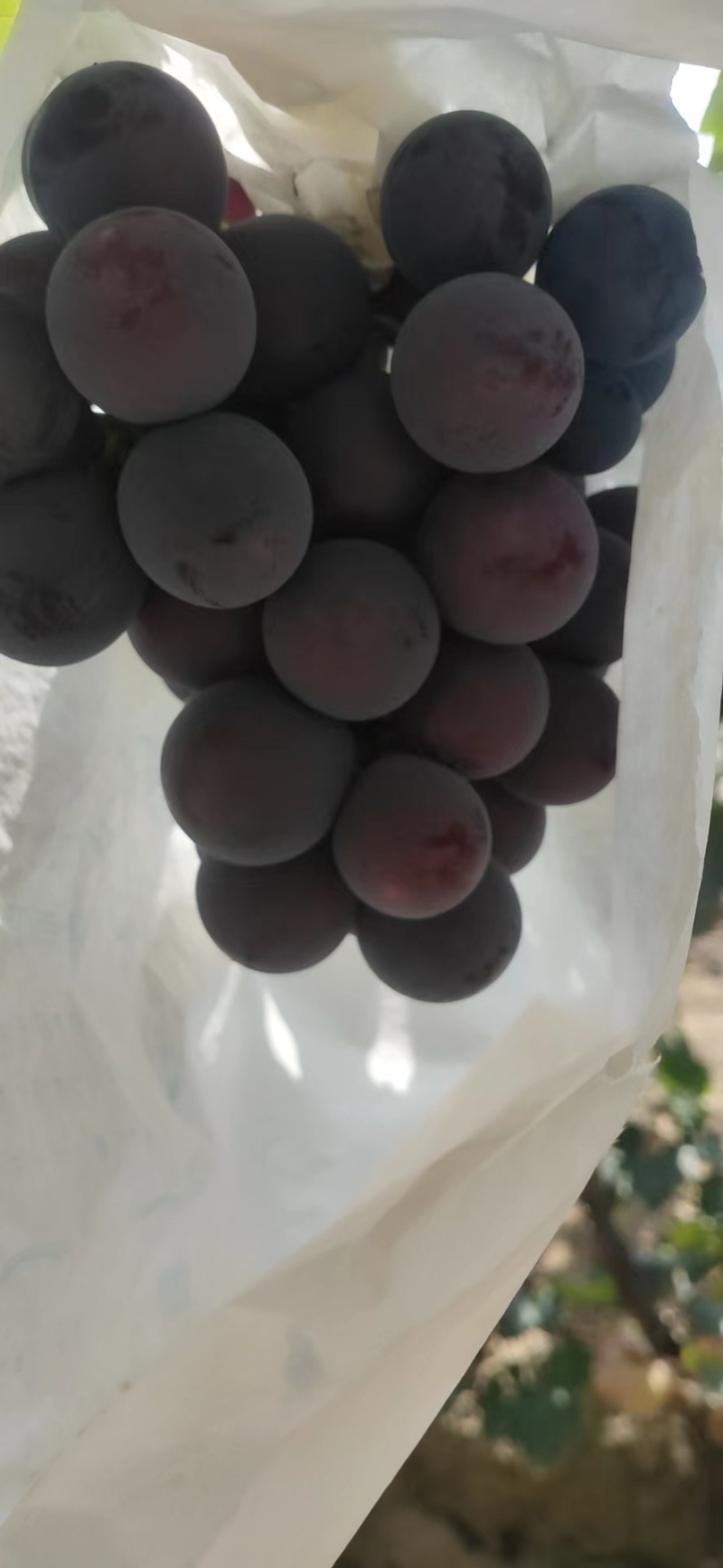 (热销)巨峰大量上市，欢迎咨询