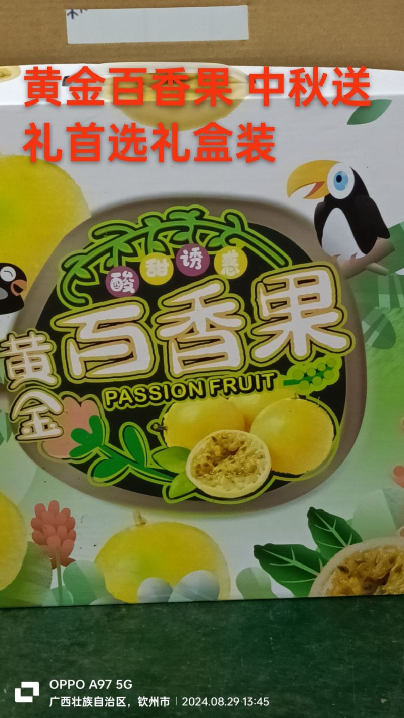 钦蜜九号