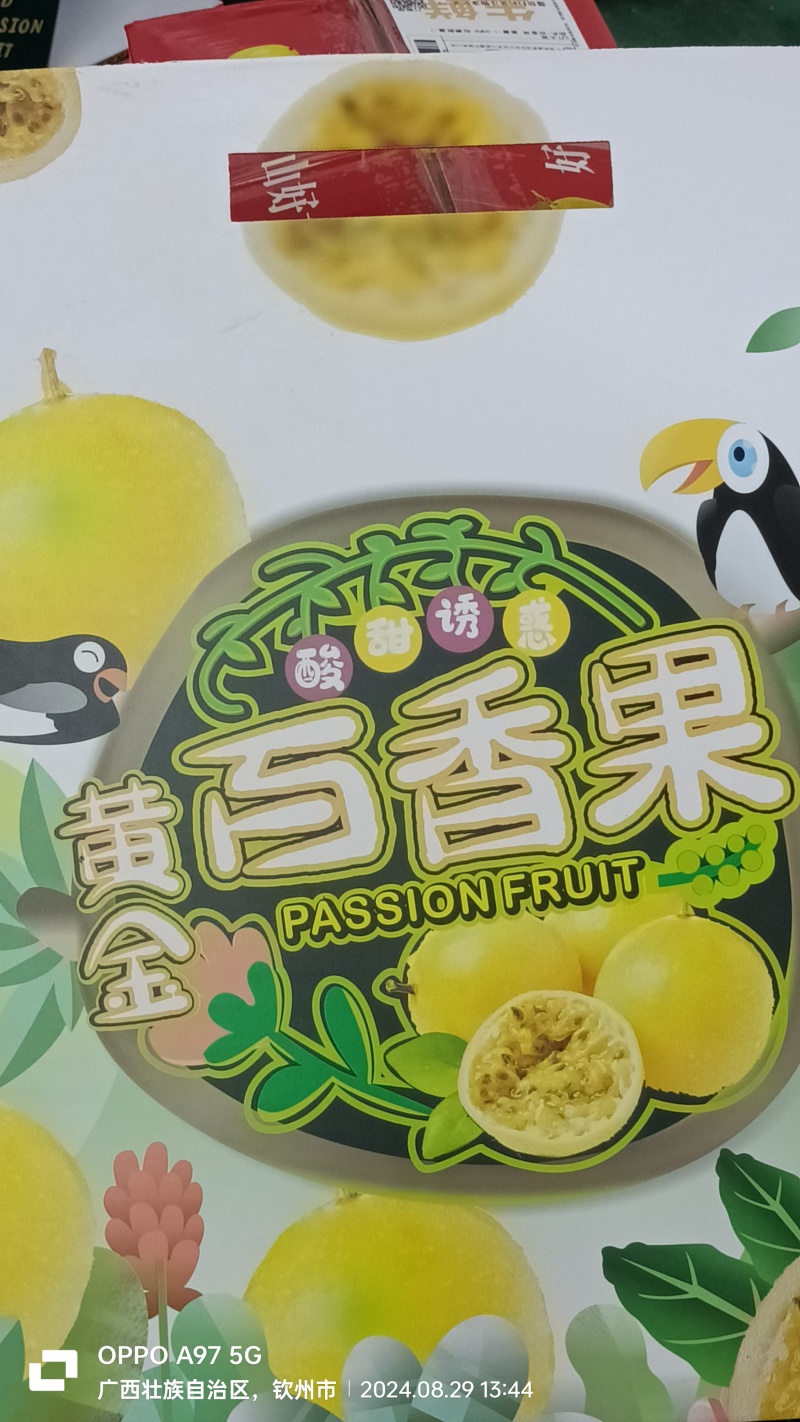 钦蜜九号