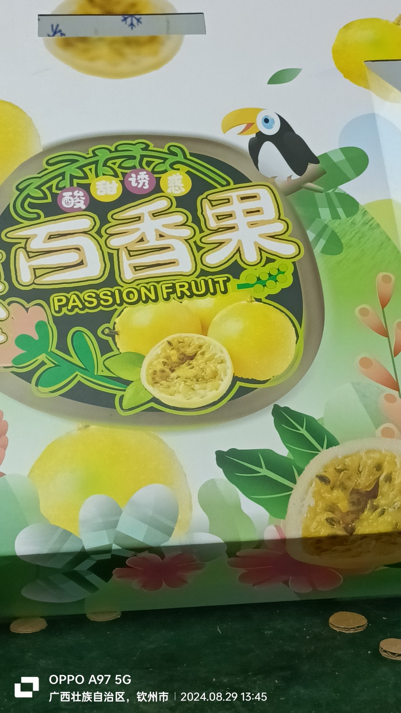 钦蜜九号